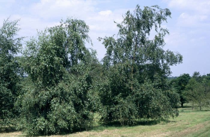 silver birch