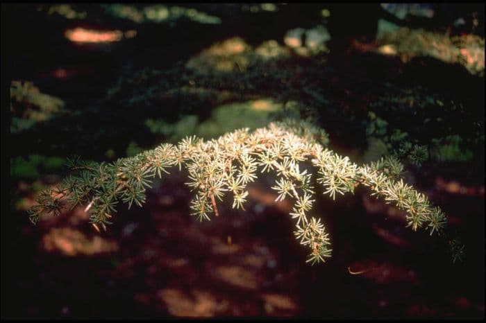 Cyprus cedar