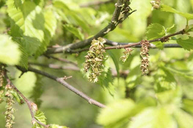 American hornbeam