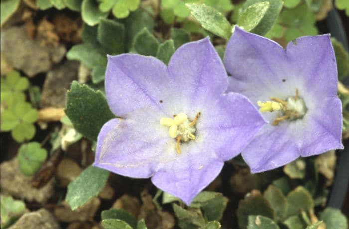 Rainer's harebell