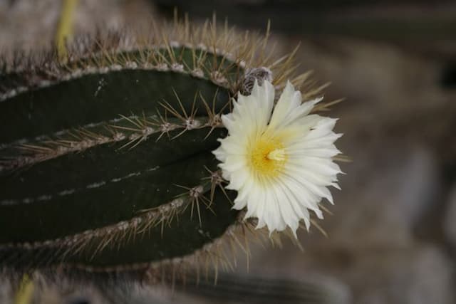 Monk's hood cactus