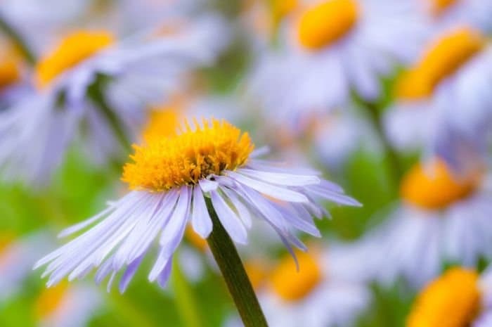 Aster subcaeruleus