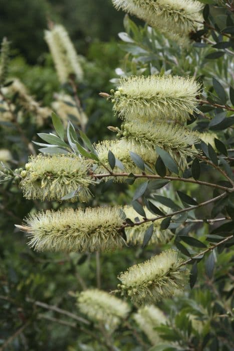 lemon bottlebrush