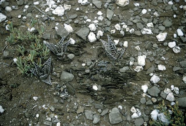 Partridge breast aloe