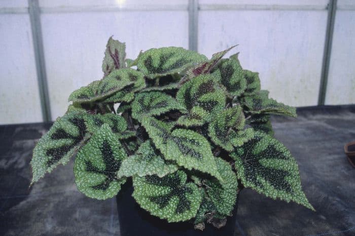 Iron Cross begonia