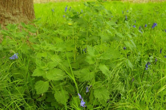 black horehound