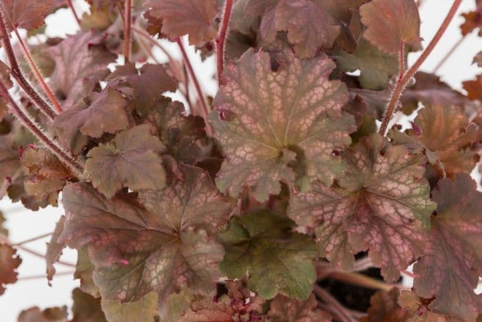 alum root 'Frilly Lizzie'