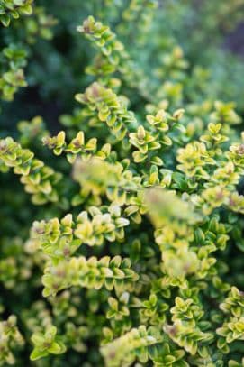 Boxleaf Honeysuckle 'Twiggy'