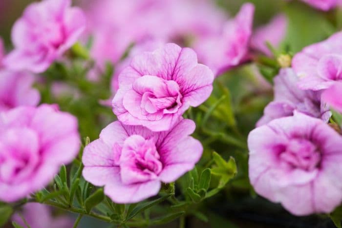 calibrachoa [Romantic Pink]