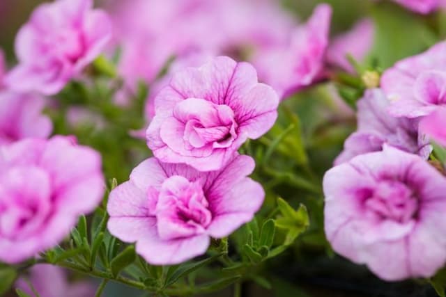 Calibrachoa [Romantic Pink]