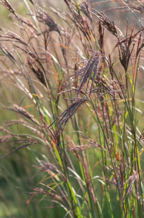 big blue stem 'Red Arrow'