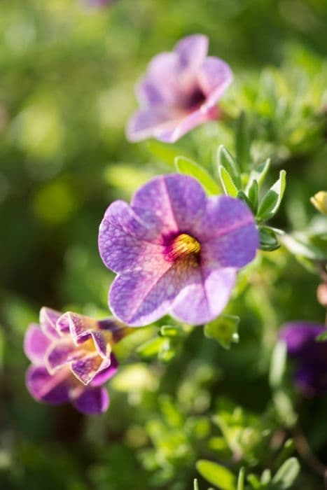 calibrachoa [Chameleon Blueberry Scone]