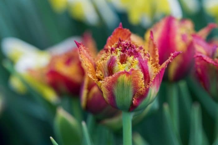 tulip 'Bastia'