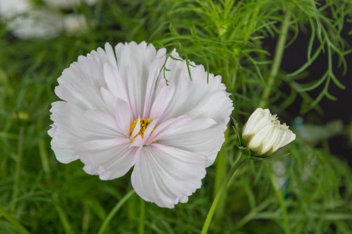 cosmea 'Cupcakes Blush'