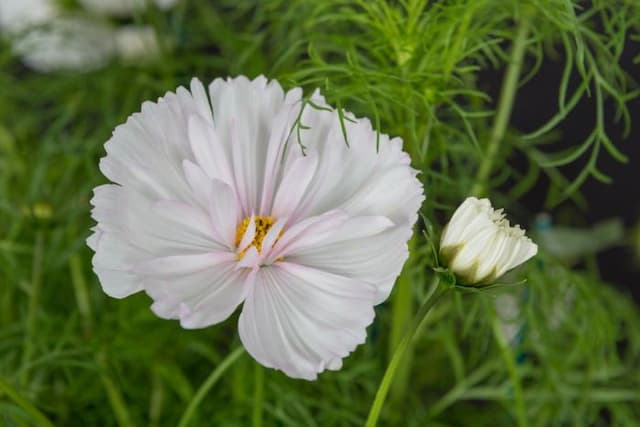 Cosmea 'Cupcakes Blush'