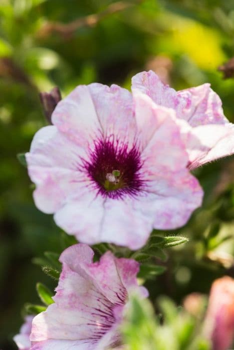 petunia [Surprise White Orchid]