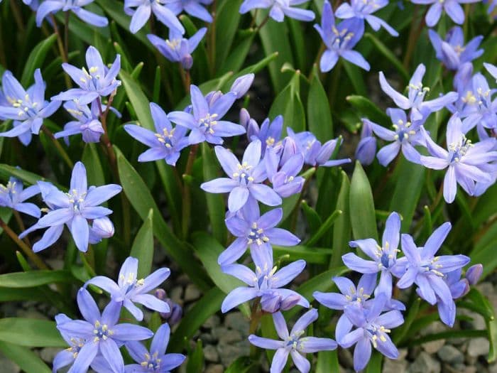 hybrid squill 'FrÀ Angelico'