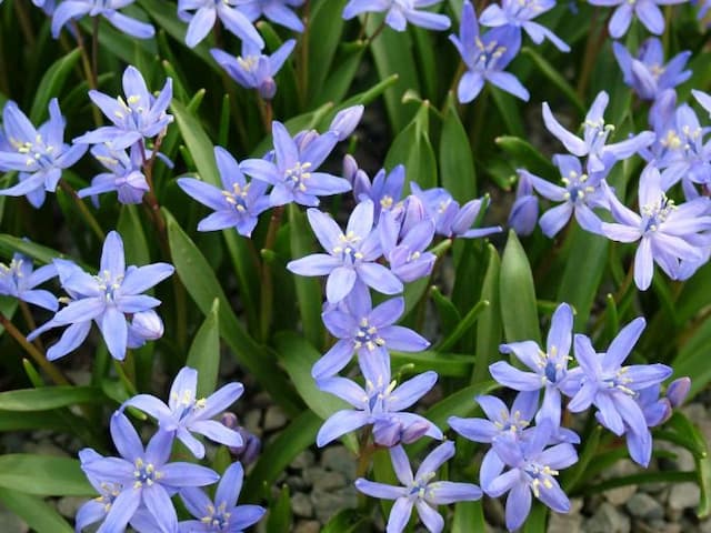 Hybrid squill 'FrÀ Angelico'