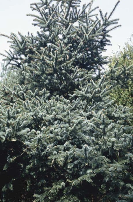 Glaucous Spanish fir