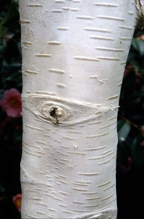 Himalayan birch 'Grayswood Ghost'