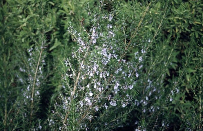 rosemary 'Severn Sea'