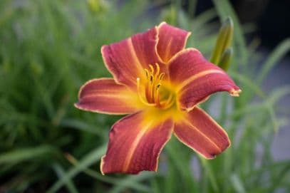 Daylily 'Ver00322'