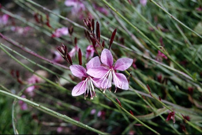 gaura 'Siskiyou Pink'