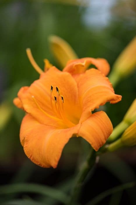 daylily 'Ms Reggae Tiger'