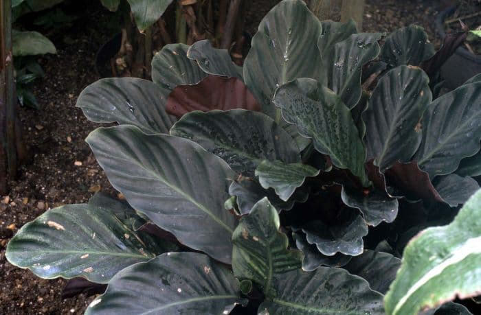 saffron-coloured calathea