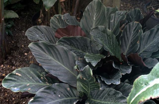 Saffron-coloured calathea