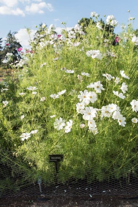 cosmea 'Peppermint Rock'