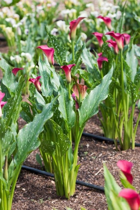 arum lily 'Bingo'