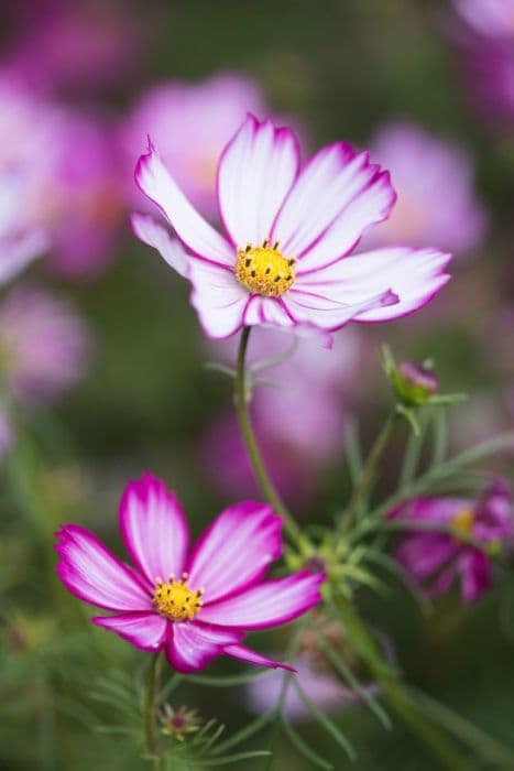 cosmea 'Cosimo Red-White'