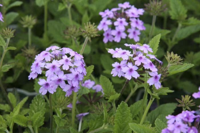 vervain [Seabrook's Lavender]