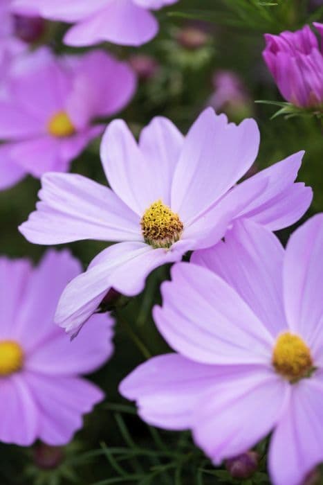 cosmea 'Apollo Pink'