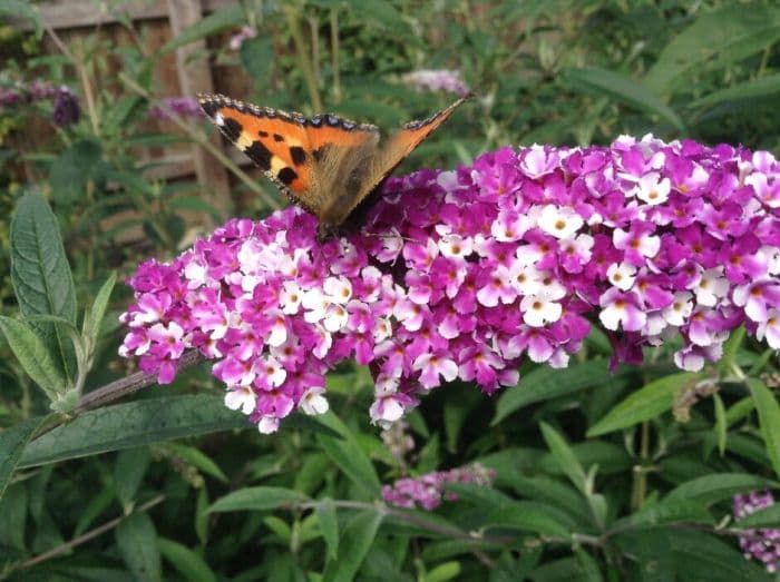 butterfly bush [Berries and Cream]