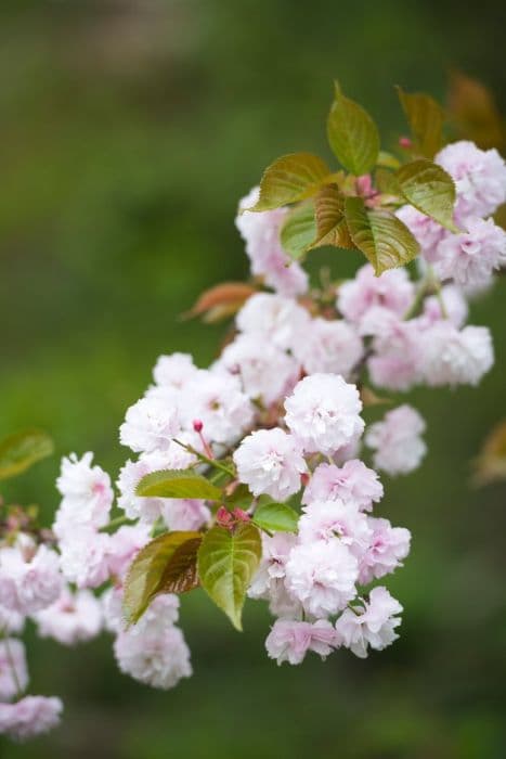 cherry 'Beni-tamanishiki'