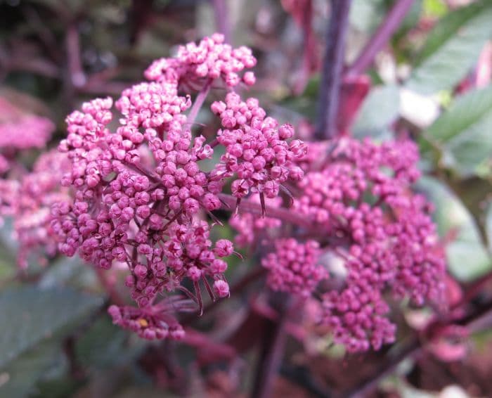 angelica 'Ebony'