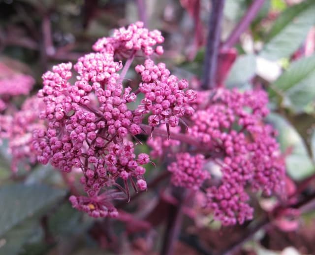 Angelica 'Ebony'