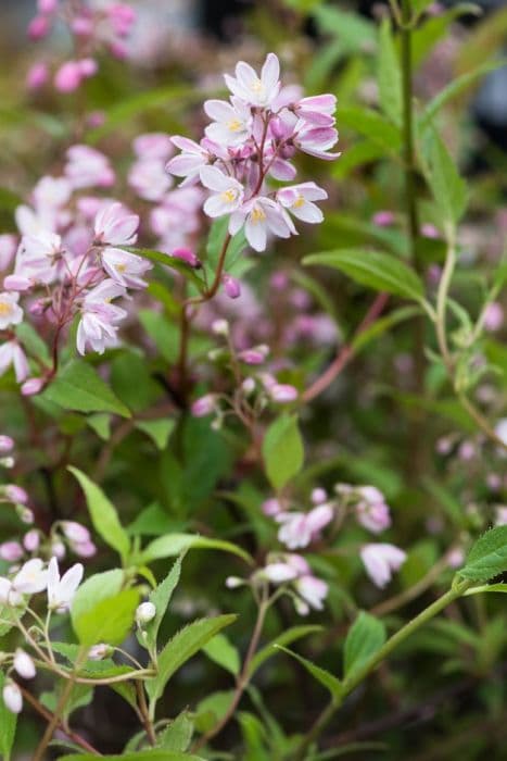 rose deutzia [Yuki Cherry Blossom]