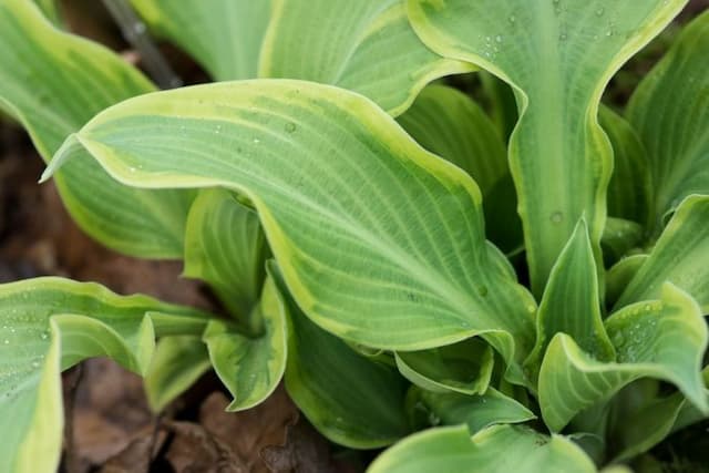 Plantain lily 'Wheee!'