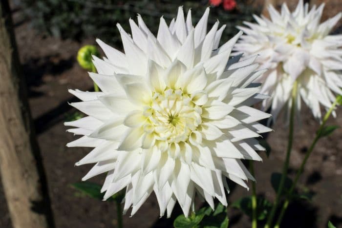 dahlia 'Clearview Edie'