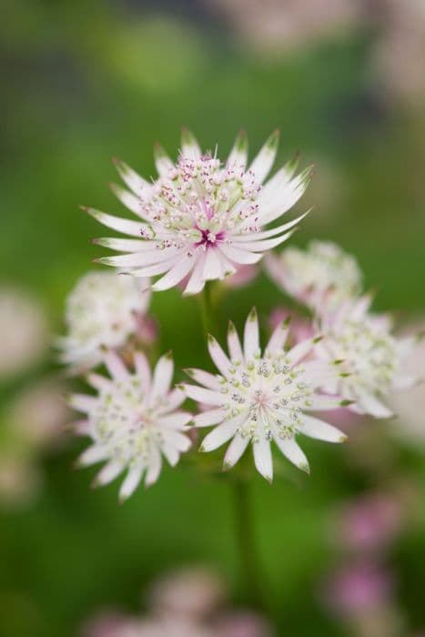 masterwort 'Stardust'