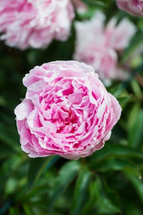 peony 'Bessie'