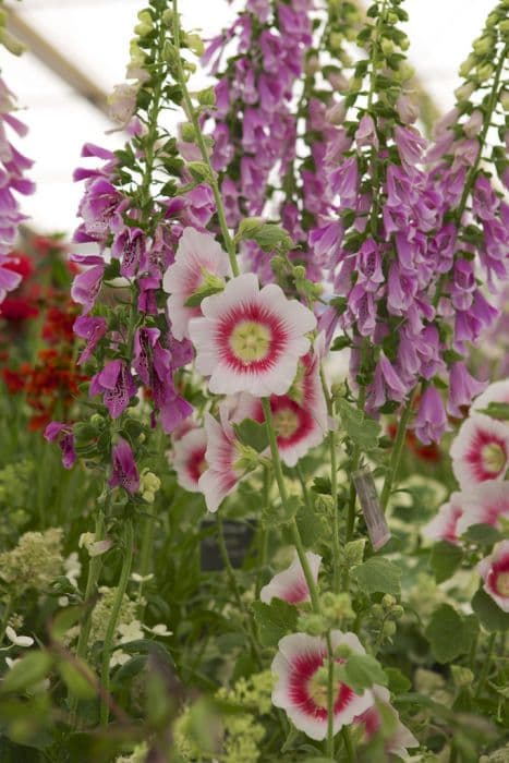 hollyhock 'Halo Blush'