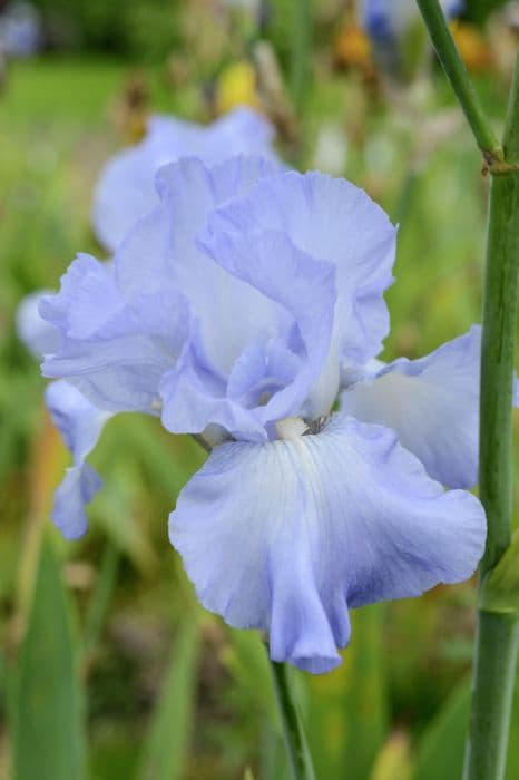 tall bearded iris 'Joyful Skies'