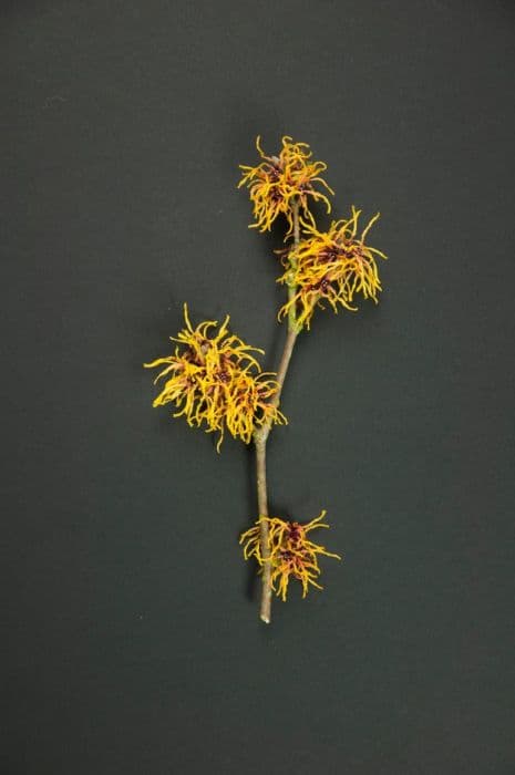 witch hazel 'Chris'