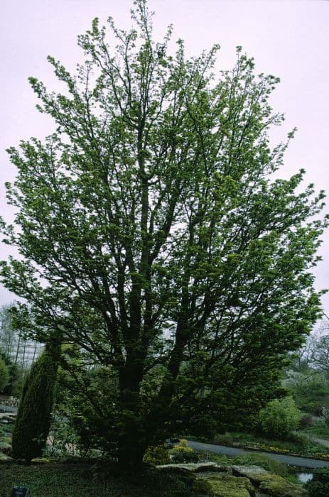 Japanese maple 'Shish geshira'