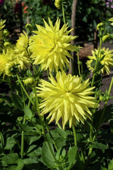 dahlia 'Clearview Sundance'