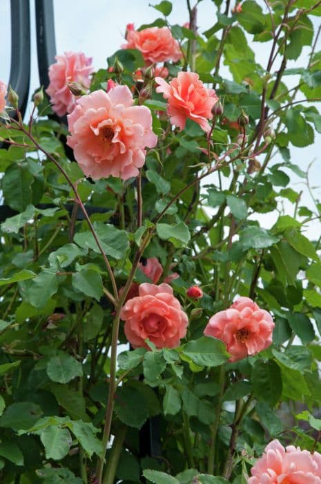 rose 'Alibaba'